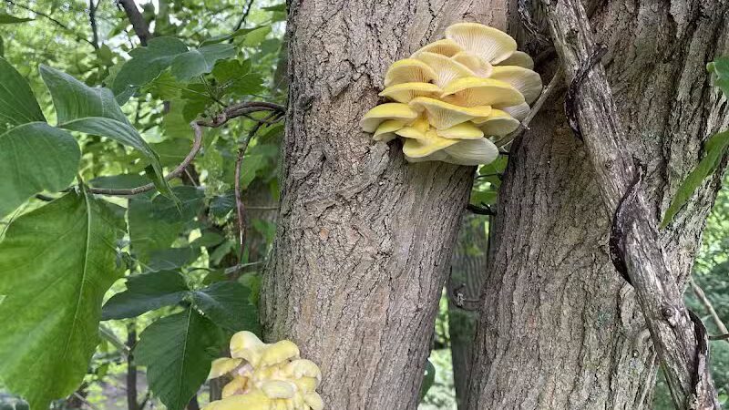 Mott Park Recreation Area - Flint, MI