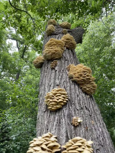 Mott Park Recreation Area - Flint, MI