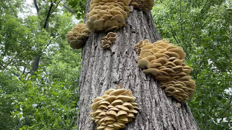 Mott Park Recreation Area - Flint, MI