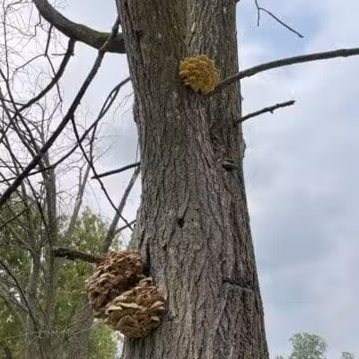 Mott Park Recreation Area - Flint, MI