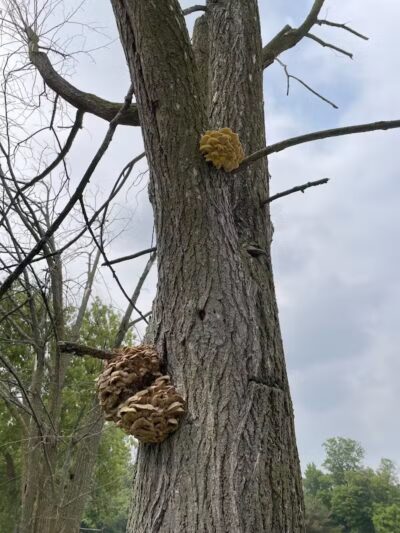 Mott Park Recreation Area - Flint, MI