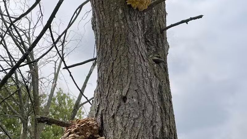 Mott Park Recreation Area - Flint, MI