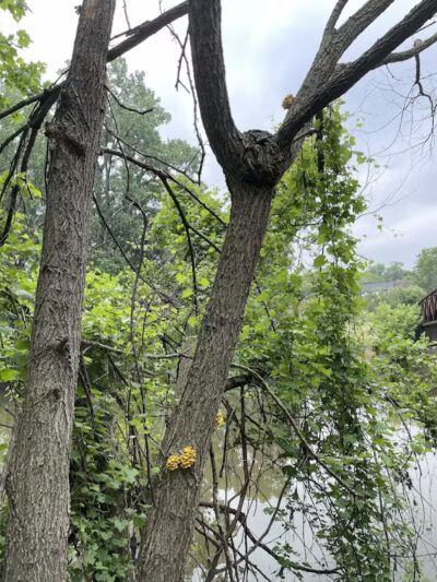Mott Park Recreation Area - Flint, MI