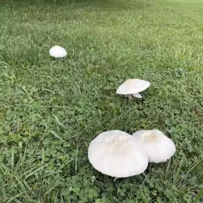 Sarginson Park - Flint, MI