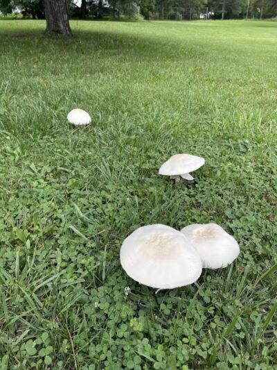 Sarginson Park - Flint, MI