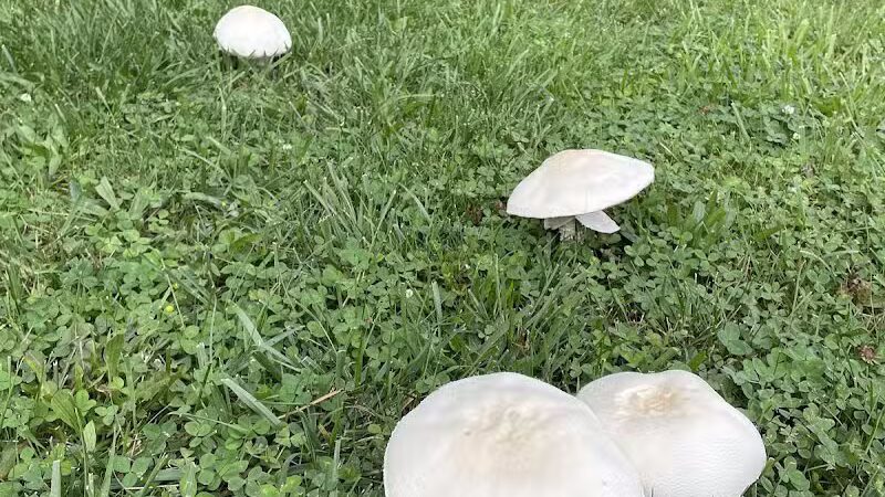 Sarginson Park - Flint, MI