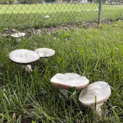 Sarginson Park - Flint, MI