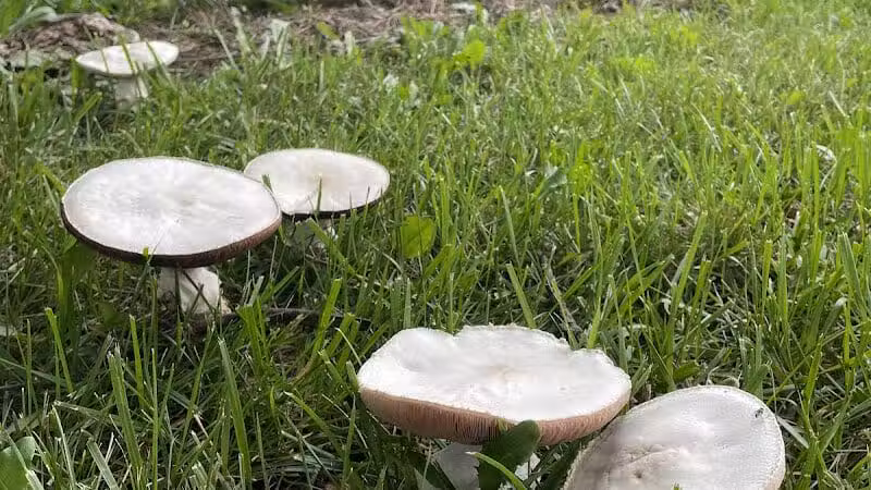Sarginson Park - Flint, MI