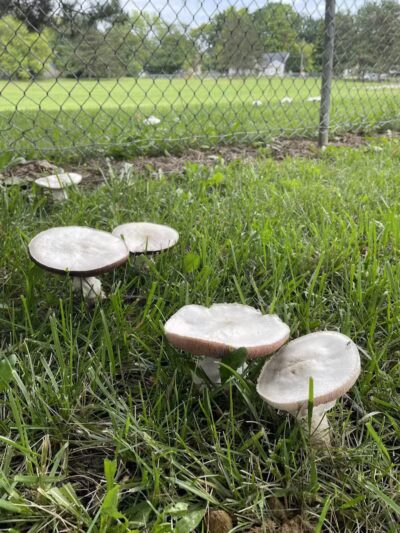 Sarginson Park - Flint, MI