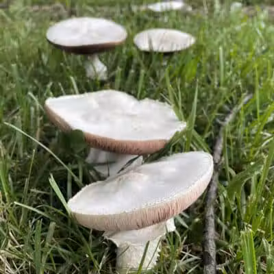 Sarginson Park - Flint, MI