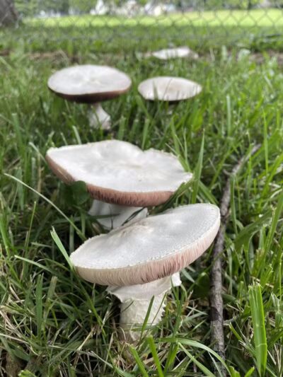 Sarginson Park - Flint, MI