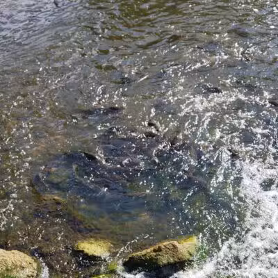 Stepping Stone Falls - Flint,