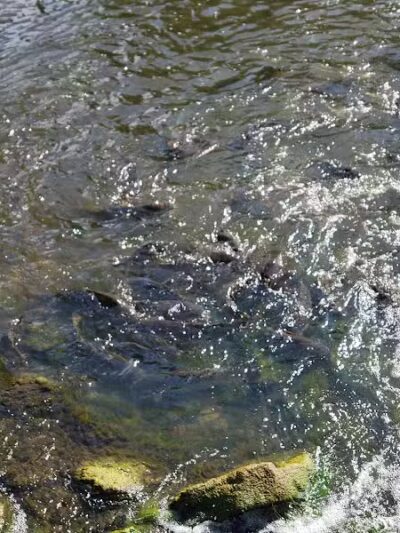 Stepping Stone Falls - Flint,