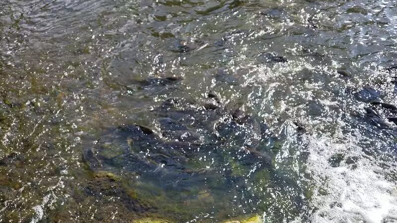 Stepping Stone Falls - Flint,