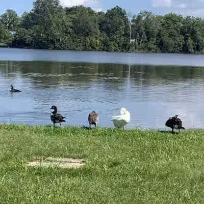 Thread Lake Park - Flint, MI