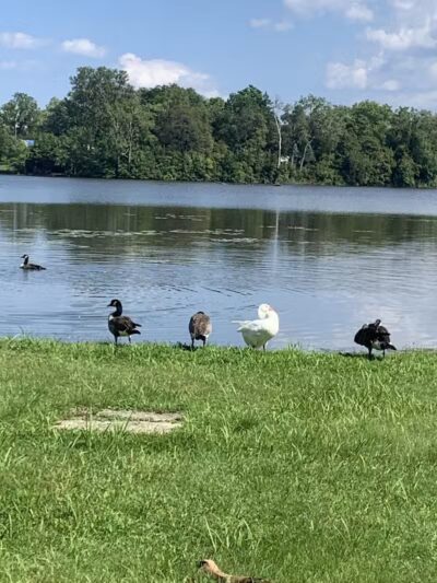 Thread Lake Park - Flint, MI