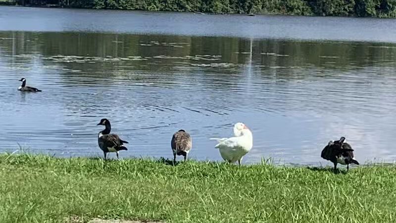 Thread Lake Park - Flint, MI