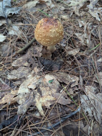 Rocky Gap State Park Campground - Flintstone, MD