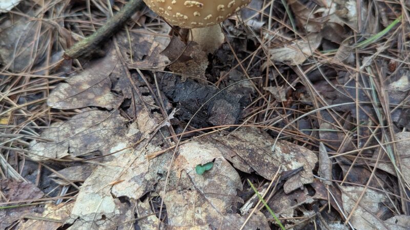 Rocky Gap State Park Campground - Flintstone, MD