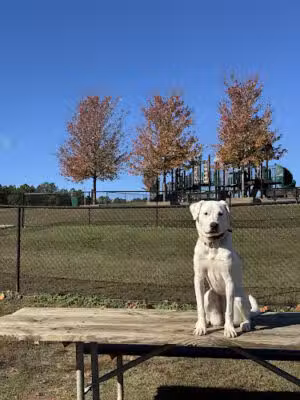 Cherokee Bluffs Dog Park - Flowery Branch, GA