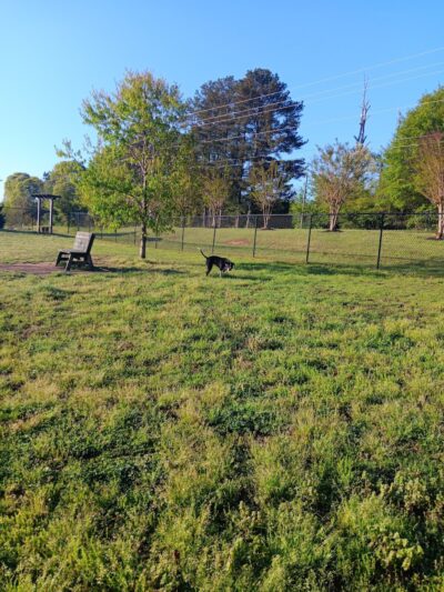 Mulberry Creek Dog Park - Flowery Branch, GA