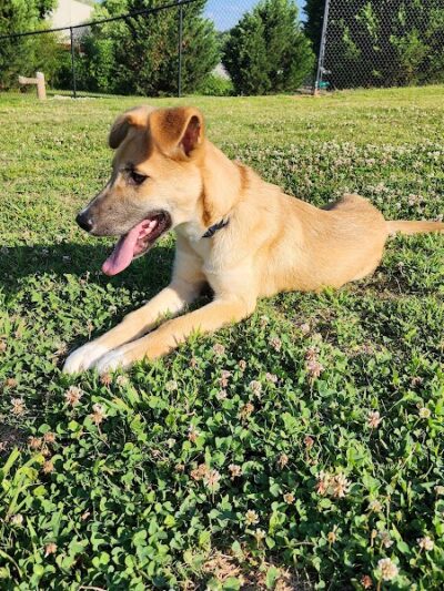 Mulberry Creek Dog Park - Flowery Branch, GA