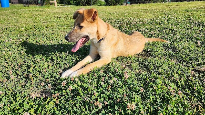 Mulberry Creek Dog Park - Flowery Branch, GA