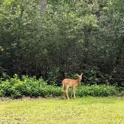 Flushing County Park - Flushing, MI