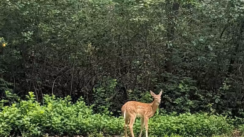 Flushing County Park - Flushing, MI