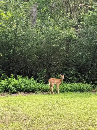 Flushing County Park - Flushing, MI