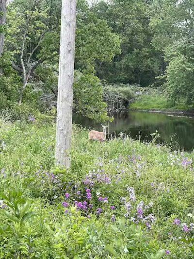 Flushing County Park - Flushing, MI
