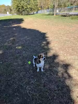 Route 100 Off-Leash Dog Park - Fogelsville, PA