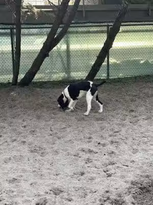 The Bark Park - Folly Beach, SC