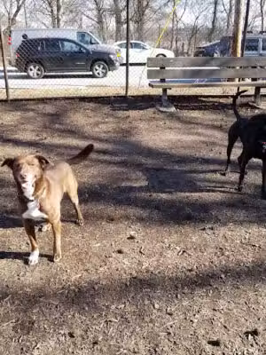 Underbridge Dog Run - Forest Hills, NY