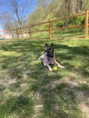 Fort Belvoir Dog Park - Fort Belvoir, VA