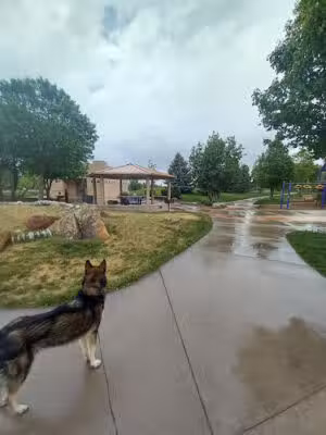 Soft Gold Dog Park - Fort Collins, CO