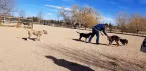Spring Canyon Dog Park - Fort Collins, CO
