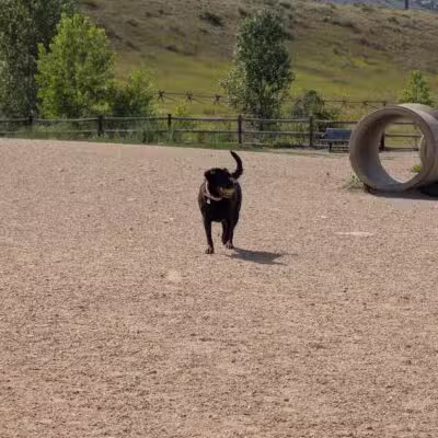 Spring Canyon Dog Park - Fort Collins, CO