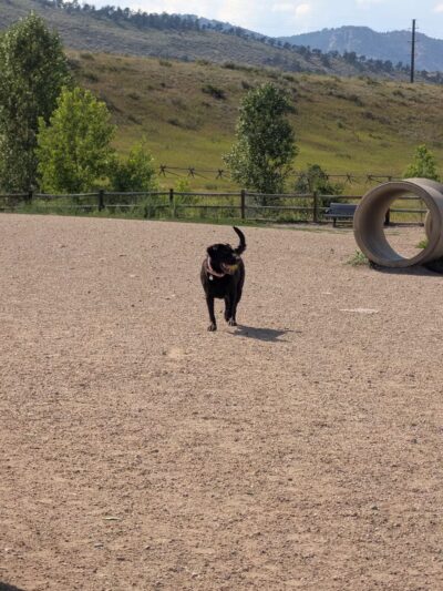 Spring Canyon Dog Park - Fort Collins, CO