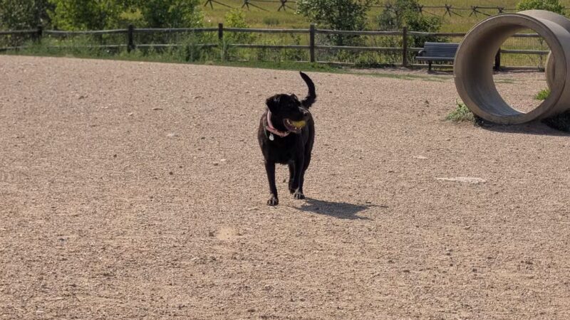 Spring Canyon Dog Park - Fort Collins, CO