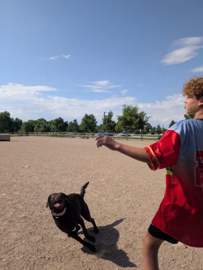 Spring Canyon Dog Park - Fort Collins, CO
