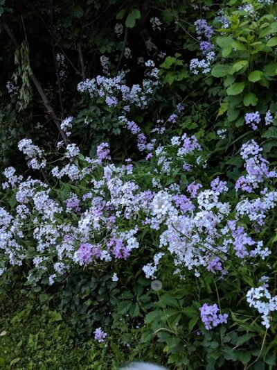 Riverside Park Pavilion - Fort Fairfield, ME