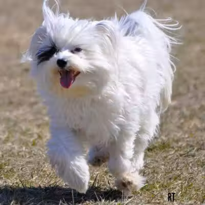 Fort Gratiot Canine Commons - Fort Gratiot Township, MI