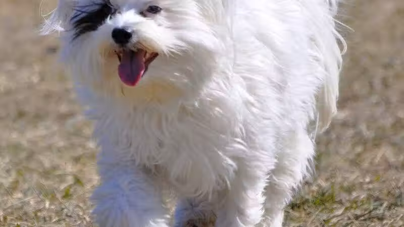 Fort Gratiot Canine Commons - Fort Gratiot Township, MI