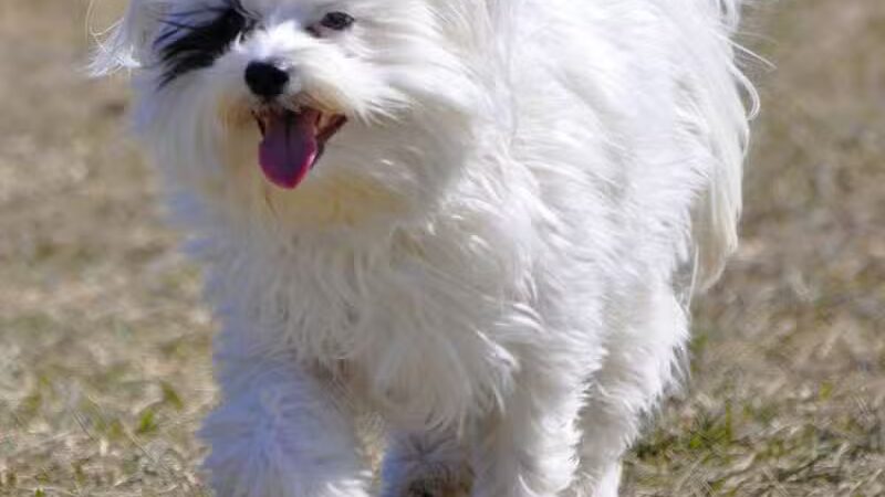Fort Gratiot Canine Commons - Fort Gratiot Township, MI