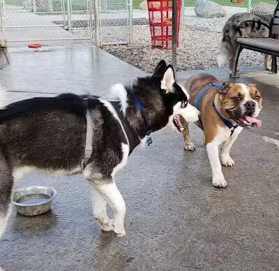 Fort Gratiot Canine Commons - Fort Gratiot Township, MI