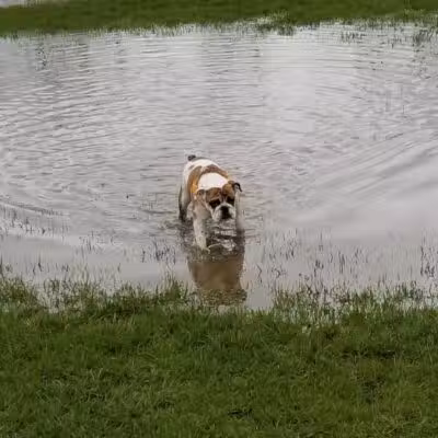Fort Gratiot Canine Commons - Fort Gratiot Township, MI