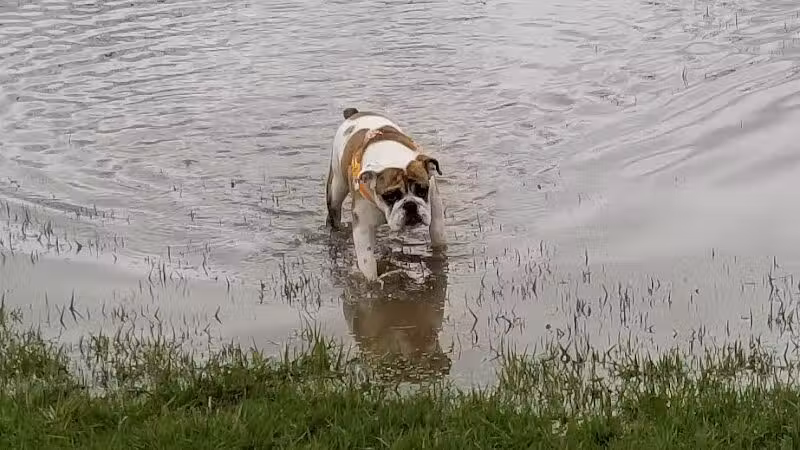 Fort Gratiot Canine Commons - Fort Gratiot Township, MI