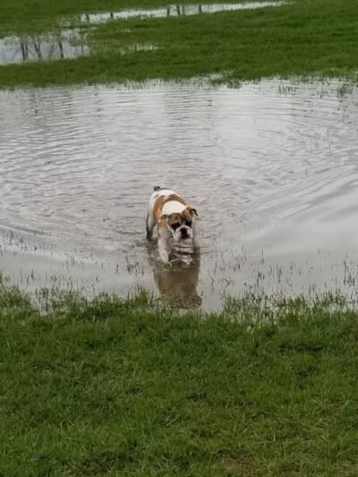 Fort Gratiot Canine Commons - Fort Gratiot Township, MI