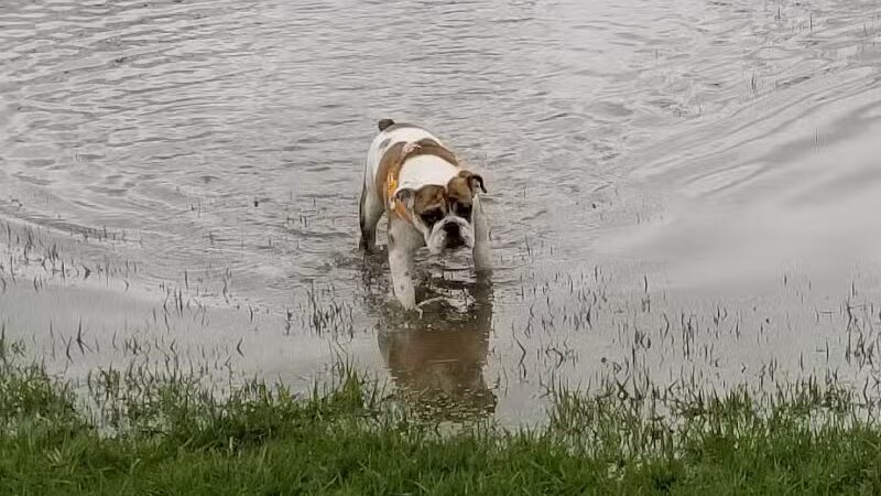 Fort Gratiot Canine Commons - Fort Gratiot Township, MI